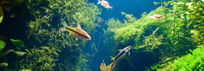 Vissen in gezelschapsaquarium