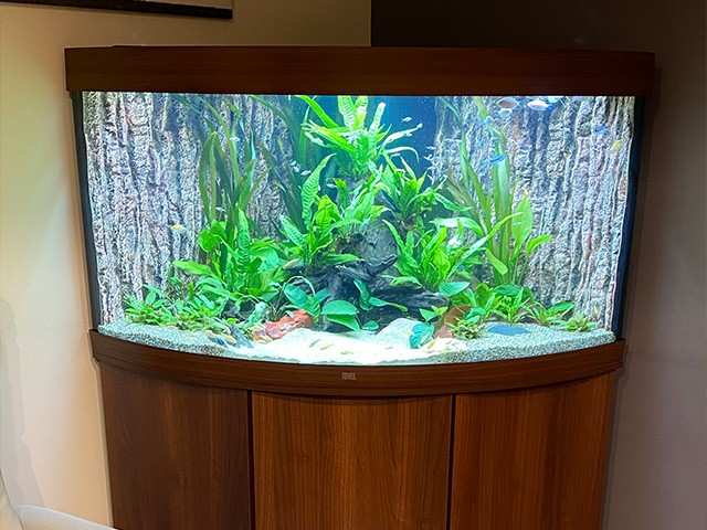 Gezelschapsaquarium in een rusthuis