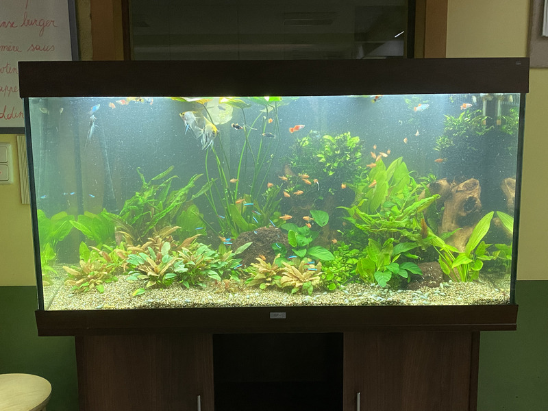 Afgewerkt gezelschapsaquarium