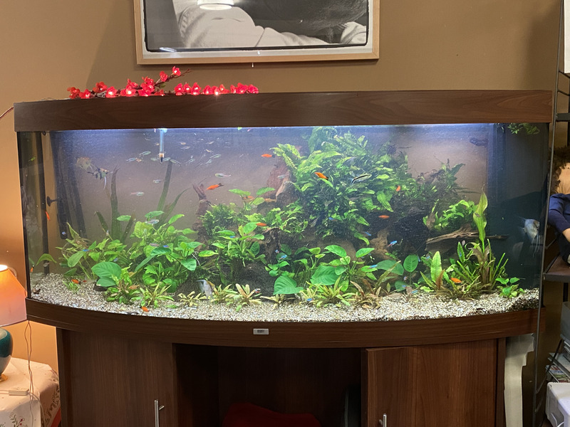 Afgewerkt gezelschapsaquarium