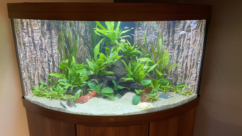 Afgewerkt gezelschapsaquarium