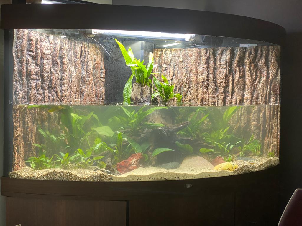 Installatie gezelschapsaquarium in leefruimte