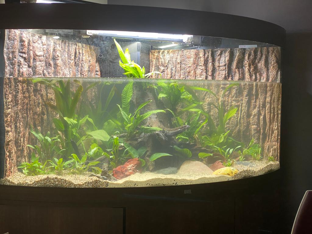 Installatie gezelschapsaquarium in leefruimte